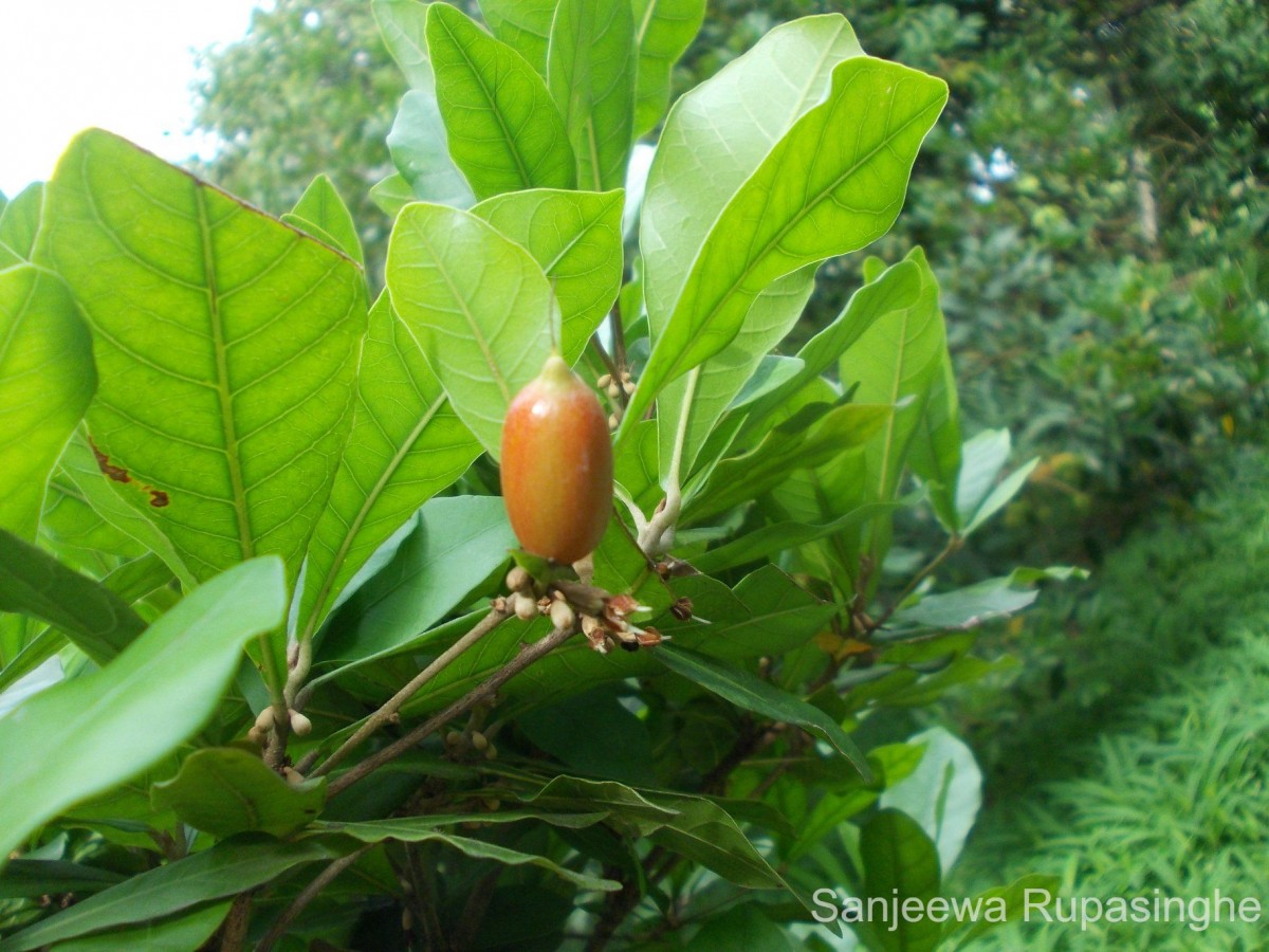 Synsepalum dulcificum (Schumach. & Thonn.) Daniell